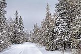 Marlborough Forest Snowscape_33220